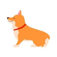 glad söt hund. walesisk corgi. platt illustration. vektor