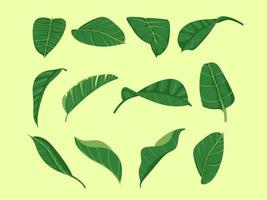 Reihe von Monstera-Blättern Cliparts. tropische botanische palmblattsammlung. vektor