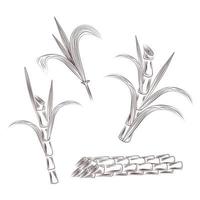Set aus Rohzuckerrohr-Pflanzenstielen. hand zeichnen rohr verlässt hintergrund. vektor