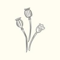 mohnblume isolierte illustration. Mohnblumen, die Vintage-Stil gravieren. vektor