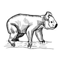 Vintage Illustration von Koala auf isoliertem weißem Hintergrund. Vektor-Illustration Tier aus Australien. vektor