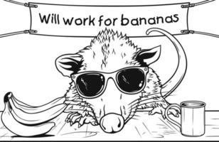 Opossum mit Sonnenbrille, das Arbeit für Banane anbietet vektor