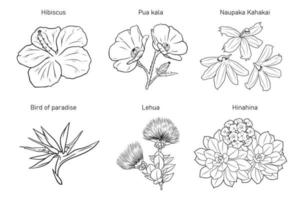 verschiedene hawaiianische blumen in schwarz-weißer handgezeichneter illustration vektor