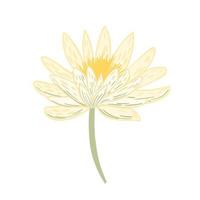 Blume Lotus isoliert auf weißem Hintergrund. schöne handgezeichnete botanische skizzen für jeden zweck. vektor