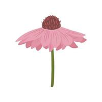 Gerbera rosa Nahaufnahme isoliert auf weißem Hintergrund. Frühlingsblume im Doodle-Stil für jeden Zweck. vektor