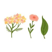 set från blommor och bladverk på vit bakgrund. abstrakt botanisk skiss rölleka, vallmo och löv handritad i stil doodle. vektor
