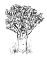 baobab isolerad på vit bakgrund. retro siluett afrikanskt träd. vintage savann i gravyr. vektor