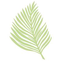 tropiska palmblad isolerad på vit bakgrund. abstrakt botaniskt element grön färg. skiss i stil doodle. vektor
