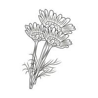 kamomill isolerad på vit bakgrund. blommor i graverad stil. vintage skiss svart kontur närbild. vektor
