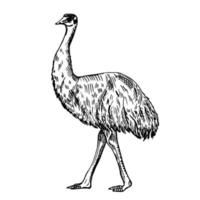 Vintage Illustration von Emu auf isoliertem weißem Hintergrund. Vektor-Skerch-Tier aus Australien. vektor