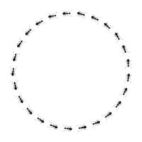 Kreis Ameisen isoliert auf weißem Hintergrund. vektorinsektencharakter im flachen stil für buchillustration. vektor