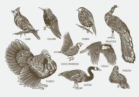 fågelarter uppsättning. handritad av lärka, colibri, kalkon och rödhake. vektor