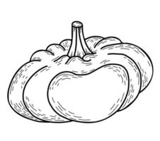 Gemüse. großer Kürbis. Vektor-Illustration. Lineares handgezeichnetes Herbstgemüse, Umriss für Design und Dekor, für Rezept- und Menüdesign vektor