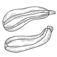 grönsakskulturmärg. vacker avlång frukt randig zucchini. vektor illustration. linjär handritning i doodle stil, kontur för design, inredning och dekoration
