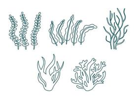 satz verschiedener unterwasserpflanzen, algen und algenkonturen. essbare Algen und Blätter. Pflanzen des Aquariums. Vektor-Kontur-Illustration vektor