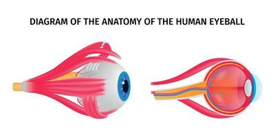 Anatomiediagramm des menschlichen Auges vektor