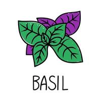 Basilikum, handgezeichnetes Element im Doodle-Stil. logo und emblem verpackungsdesign-vorlage - gewürze und kräuter - mehrfarbige basilikumblätter. Logo in einem trendigen linearen Stil. vektor