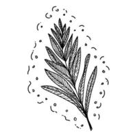 Palmblatt. ein handgezeichnetes Blatt einer tropischen Pflanze. Skizze im Doodle-Stil. isolierte Vektorillustration. vektor