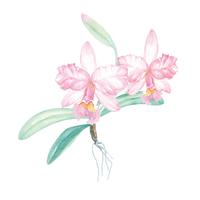 Aquarell Orchideenmalerei 2 vektor