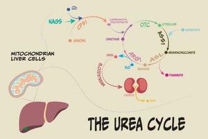 der Stoffwechselweg Harnstoffzyklus vektor