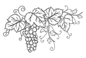 Weintraube mit Blättern. schwarzer Umriss auf einem isolierten weißen Hintergrund. Ranke. Vektor. vektor