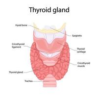 Anatomie der Schilddrüse und Luftröhre. Symbol für die Anatomie der Organe des menschlichen Körpers. medizinisches Konzept. vektor