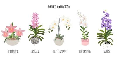 schöne Orchideenblumensammlung im flachen Stil auf weißem Hintergrund, isolierte Catteleya, Mokara, Phalaenopsis, Dendrobium und Vanda