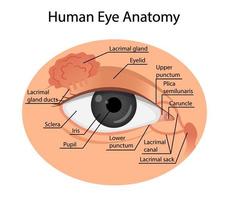 Anatomie eines gesunden Auges. Cartoon-Stil vektor