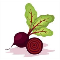 Rübenrot, frisches Gemüse mit Gemüse. vektor