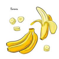 banan frukt skiss vektorillustration. vektor