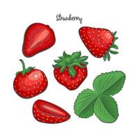 Erdbeeren skizzieren Vektorillustration. vektor