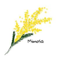 illustration en vår mimosa blomma på den vita bakgrunden vektor