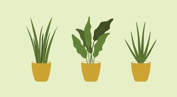 grüne zimmerpflanzen, pflanzervektorillustration. natürliche Wohnkultur und Zimmerpflanzen. flache vektorillustration vektor