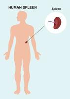 menschliches Milzorgan. Milz-Anatomie-Vektor-Illustration vektor