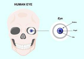komponenter i det mänskliga ögat. vektor illustration av det mänskliga ögats anatomi