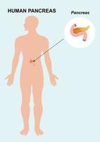 mänskliga bukspottkörtelns organanatomi. vektor illustration av bukspottkörteln organ isolerad på vit bakgrund