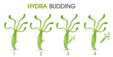 Wissenschaft des Hydra-Knospens. vektor