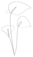 Strichzeichnungsstil von weißen Calla-Lilien-Blumen. minimalistische schwarze lineare skizze auf weißem hintergrund. Wanddekoration zu Hause. Vektor-Illustration vektor