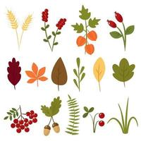 Herbstsammlung von Blättern und Beeren. Cartoon-Bilder von Weizen, Cranberry, Physalis, Ahorn, Eichel, Eberesche. vektorillustration isoliert. für Design oder Dekoration vektor