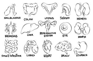 menschliche organe flache symbole stellen skizze schwarz und weiß ein vektor