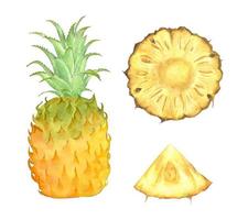 Satz frische Ananas. aquarellillustration. vektor