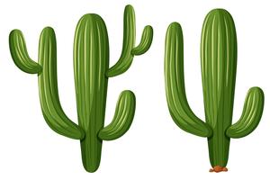 Kaktuspflanzen in zwei Formen vektor