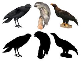 Reihe von verschiedenen Vögeln vektor