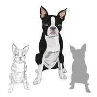 Boston Terrier Hunderasse isoliert auf weißem Hintergrund. vektor