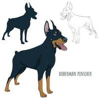 Dobermann steht und keucht mit herausgestreckter Zunge. Wachhund für Ihr Design. vektor