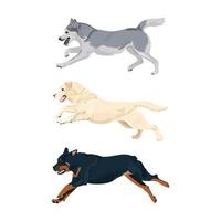Vektorset für laufende Hunde. Rottweiler, Labrador und Alaskan Malamute laufen. vektor