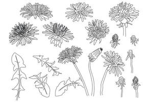 skizzieren sie die florale botaniksammlung. Löwenzahn-Blume-Zeichensatz. schwarz-weiß mit Strichzeichnungen botanischer Illustration von Blumen. Kräuter graviert vektor