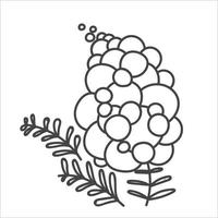mimosa gren med blommande blomma. vår eller sommar grafisk design vektor