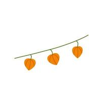 physalis gren. orange blomma. prydnadsväxt. platt tecknad illustration vektor