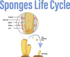 Diagramm, das den Lebenszyklus in Schwämmen zeigt vektor